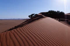 Namibie_Elim-Dune_03