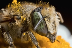 Macro-1