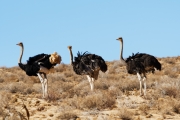 Namibie_Kalahari_01