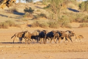 Namibie_Kalahari_03