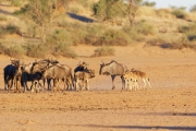 Namibie_Kalahari_04