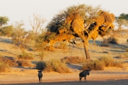 Namibie_Kalahari_05