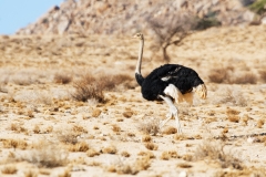 Namibie_Kalahari_02