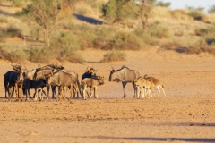 Namibie_Kalahari_04