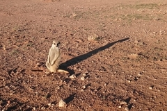 Namibie_Kalahari_06