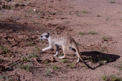 Namibie_Kalahari_07