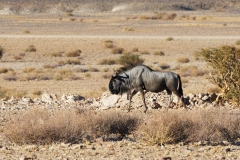 Namibie_Kanaan_03