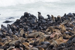 Namibie_Cape-Cross_02