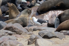 Namibie_Cape-Cross_04