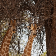 Namibie_Damaraland_09