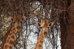 Namibie_Damaraland_09