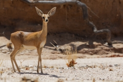 Namibie_Damaraland_10