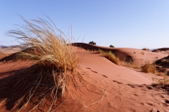 Namibie_Elim-Dune_04