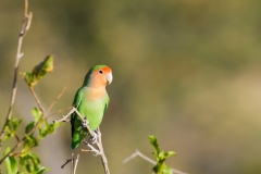 Namibie-Erongo_06