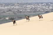 Namibie_Sandwich-bay_08