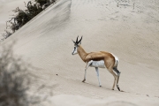 Namibie_Sandwich-bay_20