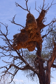 Namibie-Nabib-Naukluft-Park_03