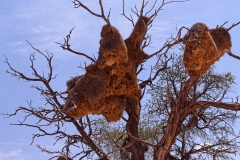 Namibie-Nabib-Naukluft-Park_04