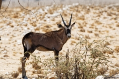 Namibie-Nabib-Naukluft-Park_05