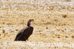 Namibie-Nabib-Naukluft-Park_07