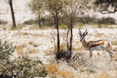 Namibie-Nabib-Naukluft-Park_10